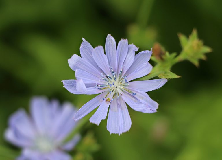 chicory-1515697_1920