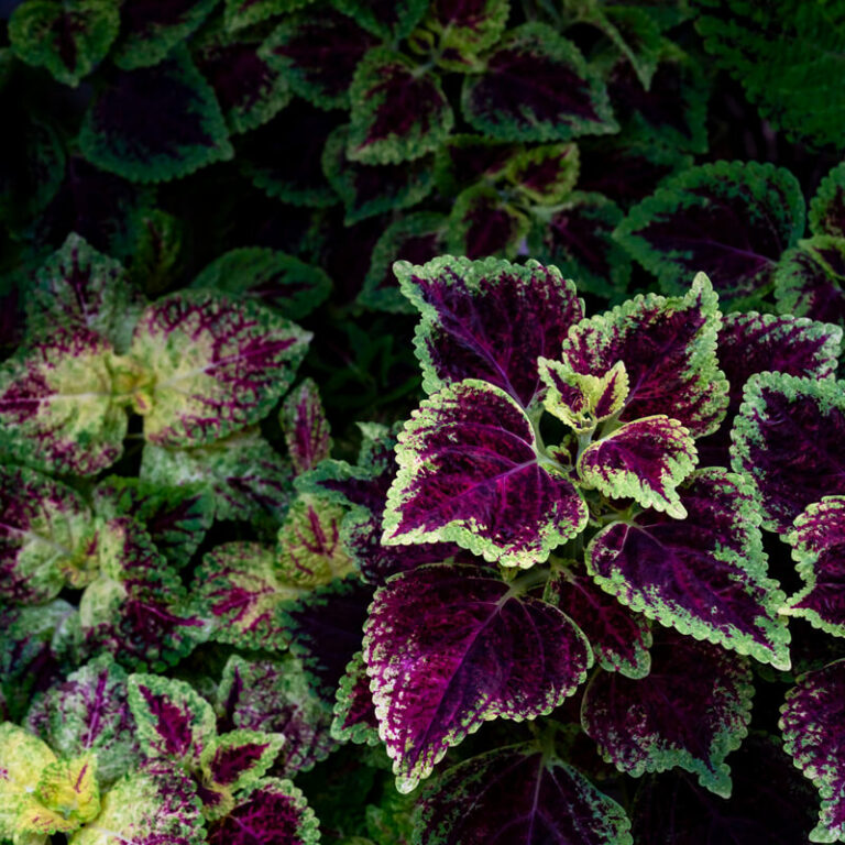 epivyziva-coleus-forskohlii-plectranthus-barbatus-22022022