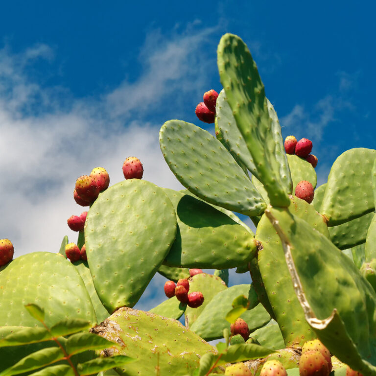 epivyzivacz-nopal-opuncie-opuntia-ficus-indica-02042025