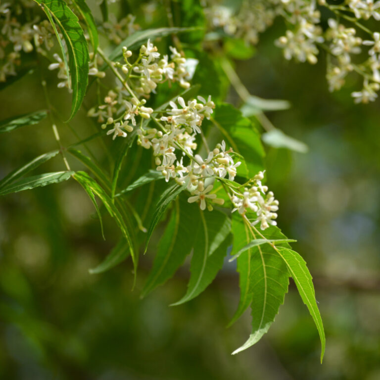 epivyziva-cz-neem-nimba-zederah-indicky-azadirachta-indica-16042026