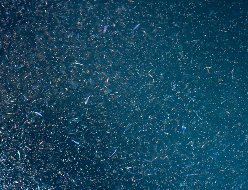 epivyziva-cz-krill-18032026