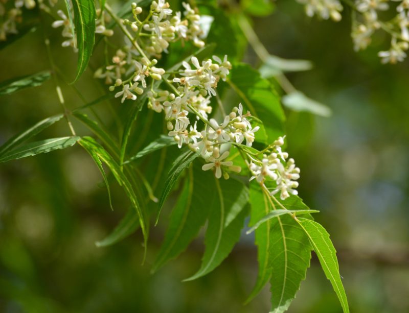 epivyziva-cz-neem-nimba-zederah-indicky-azadirachta-indica-16042026