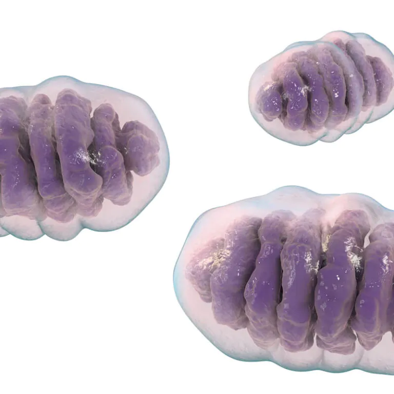 epivyziva-chcete-zhubnout-podporte-sve-mitochondrie-28042021