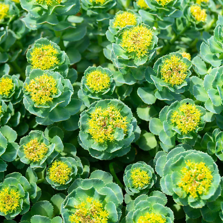 epivyziva-byliny-a-ziviny-rozchodnice-ruzova-rhodiola-rosea-18102021