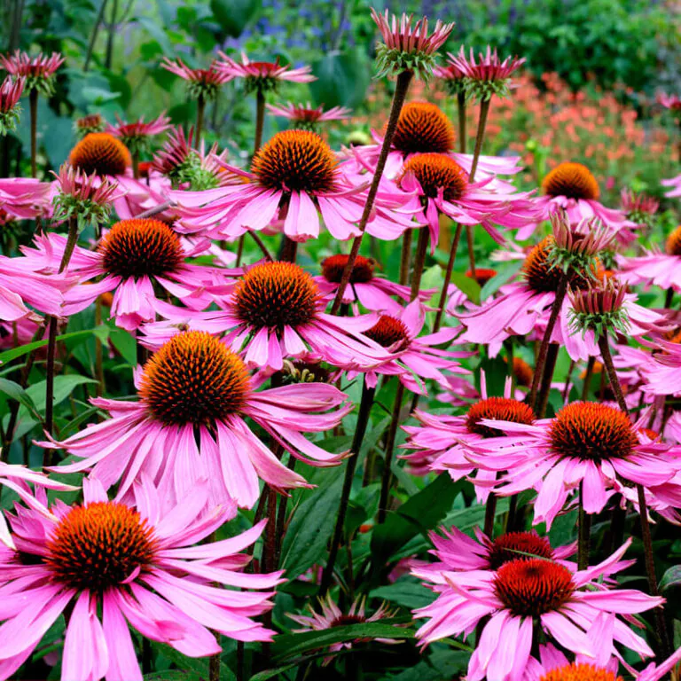 epivyzivacz-echinacea-purpurea-15062025