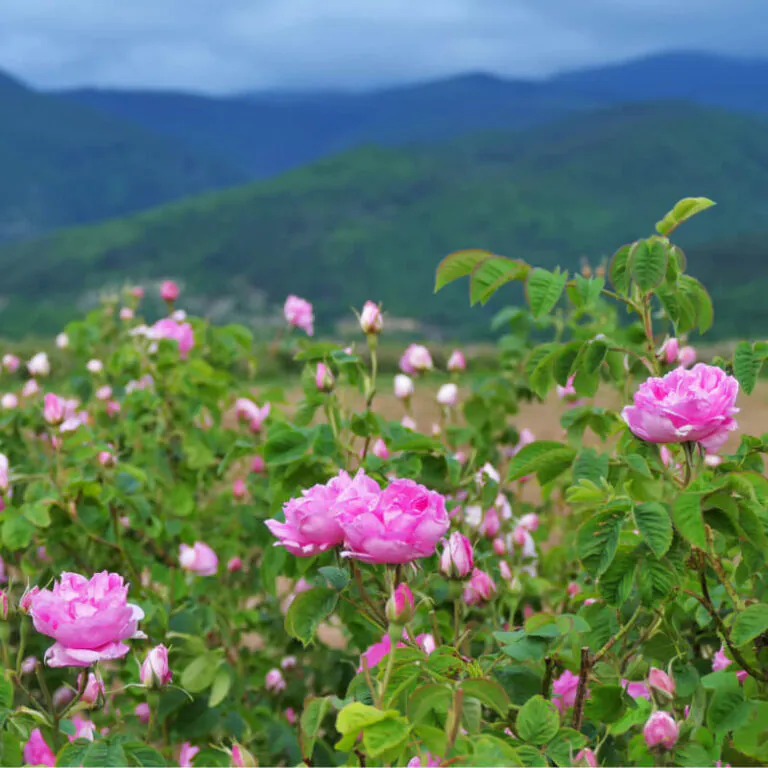 epivyzivacz-ruze-damasska-rosa-damascena-26082025