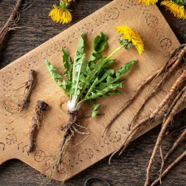 epivyziva-cz-pampeliska-lekarska-taraxacum-officinale-26112025