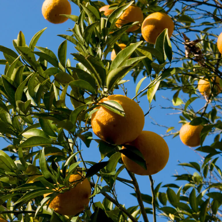 epivyziva-cz-horky-pomeranc-citrus-aurantium-18122025