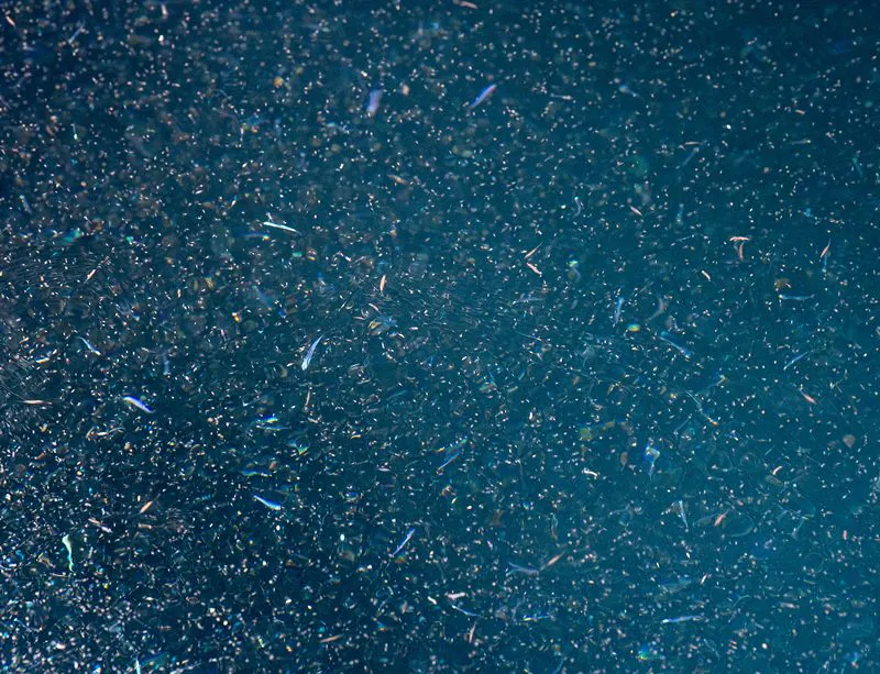 epivyziva-cz-krill-18032026