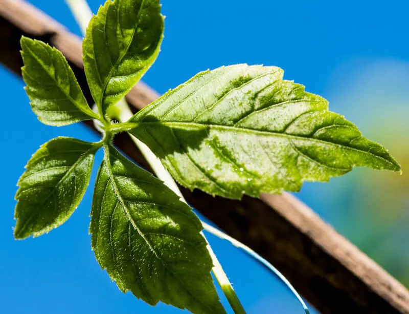 epivyziva-zensen-petilisty-22112022